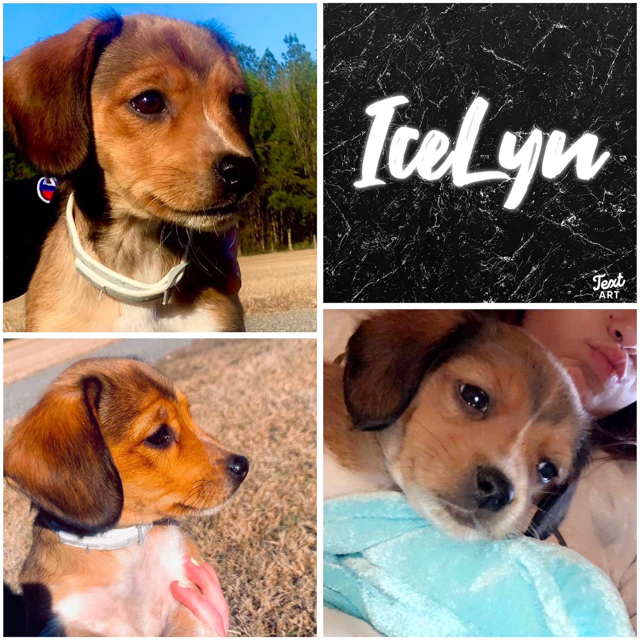 Icelyn joined the competition — help win amazing prizes! automotive_fog_light, automotive_mirror, carnivore, collage, collar, companion_dog, dog, dog_breed, dog_collar, fawn, font, fur, head, pet_supply, photograph, rectangle, snout, sporting_group, whiskers, working_animal