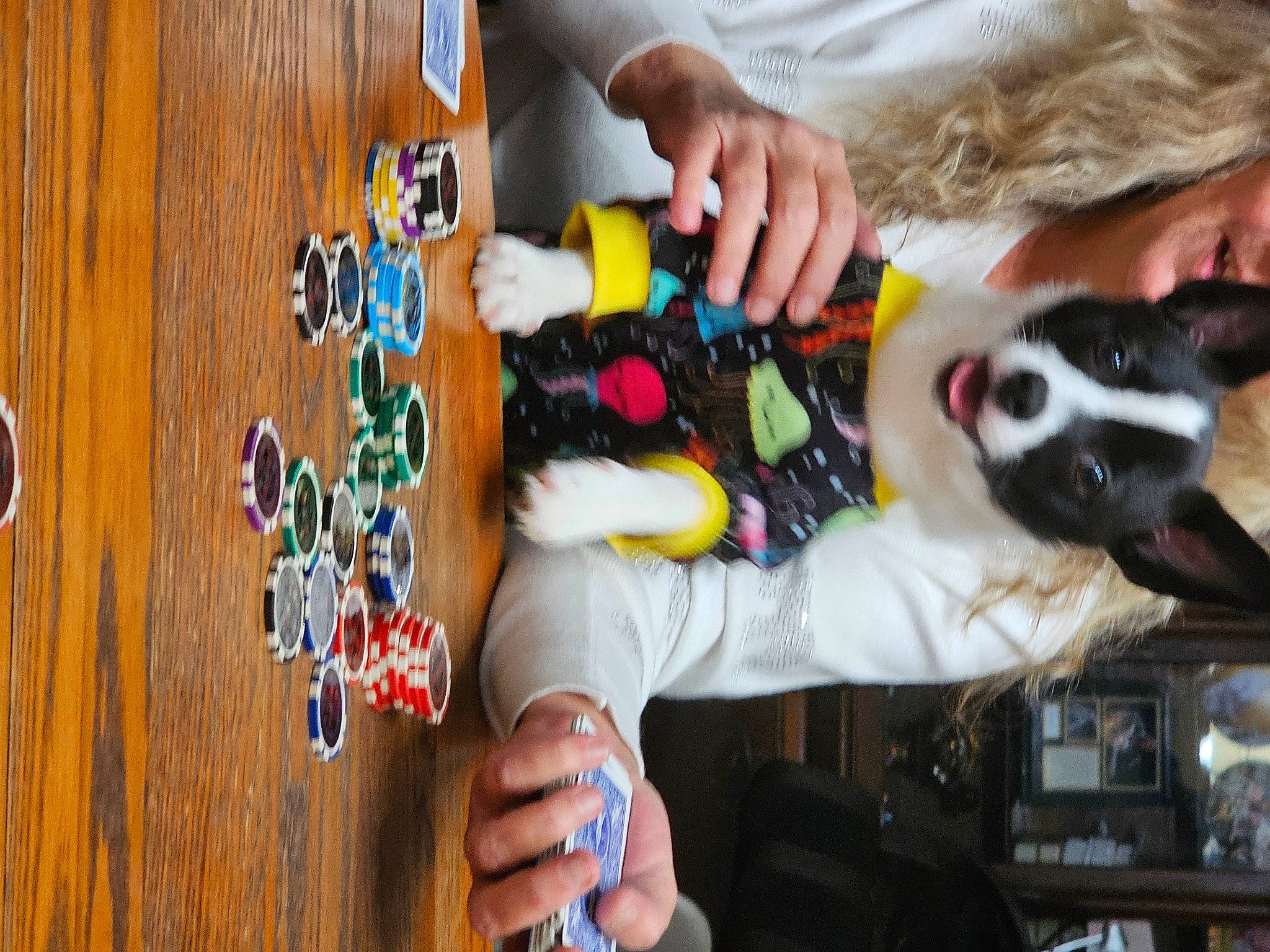 Scooter joined the competition — help win amazing prizes! canidae, carnivore, companion_dog, dog, dog_breed, dog_supply, fun, fur, hardwood, indoor_games_and_sports, non_sporting_group, play, recreation, sporting_group, t_shirt, toy, varnish, visual_arts, wood, wood_stain