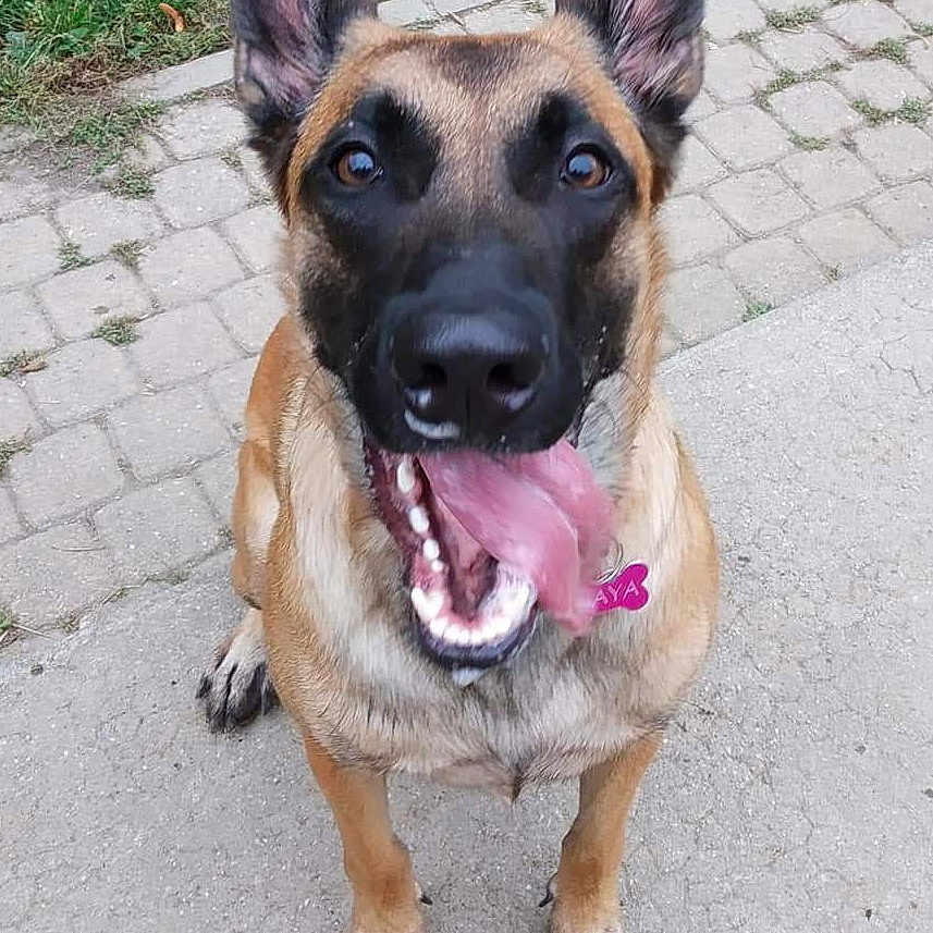 Naya participe au concours pour gagner de l'argent avec cette photo : alert, animal, black, brown, canine, close_up, collar, dog, ears_up, fur, german_shepherd, grass, happy, muzzle, outdoor, paved_path, pet, playful, sitting, tongue_out