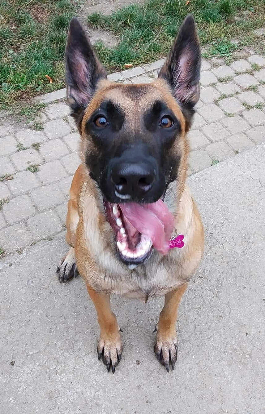 Naya