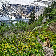 Louie joined the competition — help win amazing prizes! dog, golden_retriever, mountain, trail, wildflowers, yellow_flowers, rocks, snow, lake, trees, pine_trees, nature, outdoor, landscape, scenic, summer, sunny, happy_dog, sitting, greenery