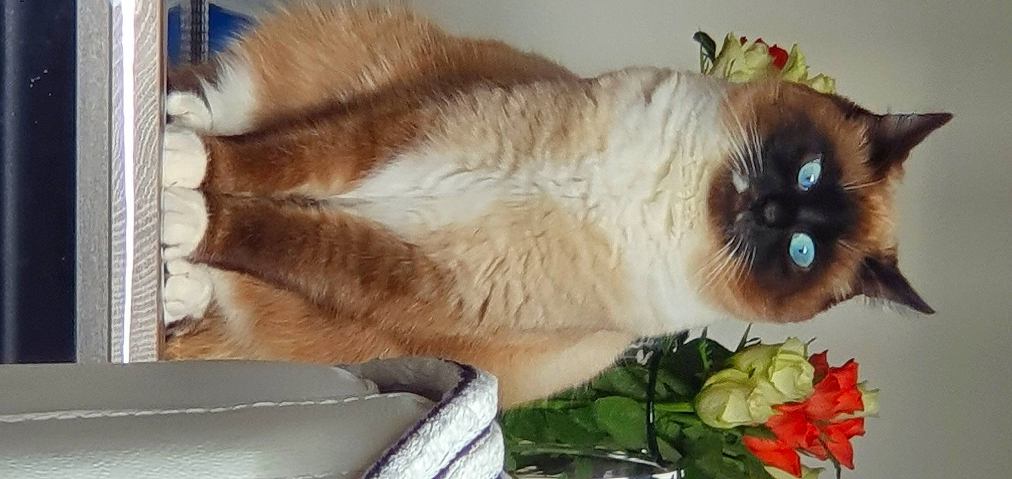 Sophie participe au concours pour gagner de l'argent avec cette photo : art, balinese, birman, carnivore, cat, fawn, felidae, flower, fruit, fur, plant, rectangle, rose, siamese, small_to_medium_sized_cats, snout, tail, thai, vertebrate, whiskers