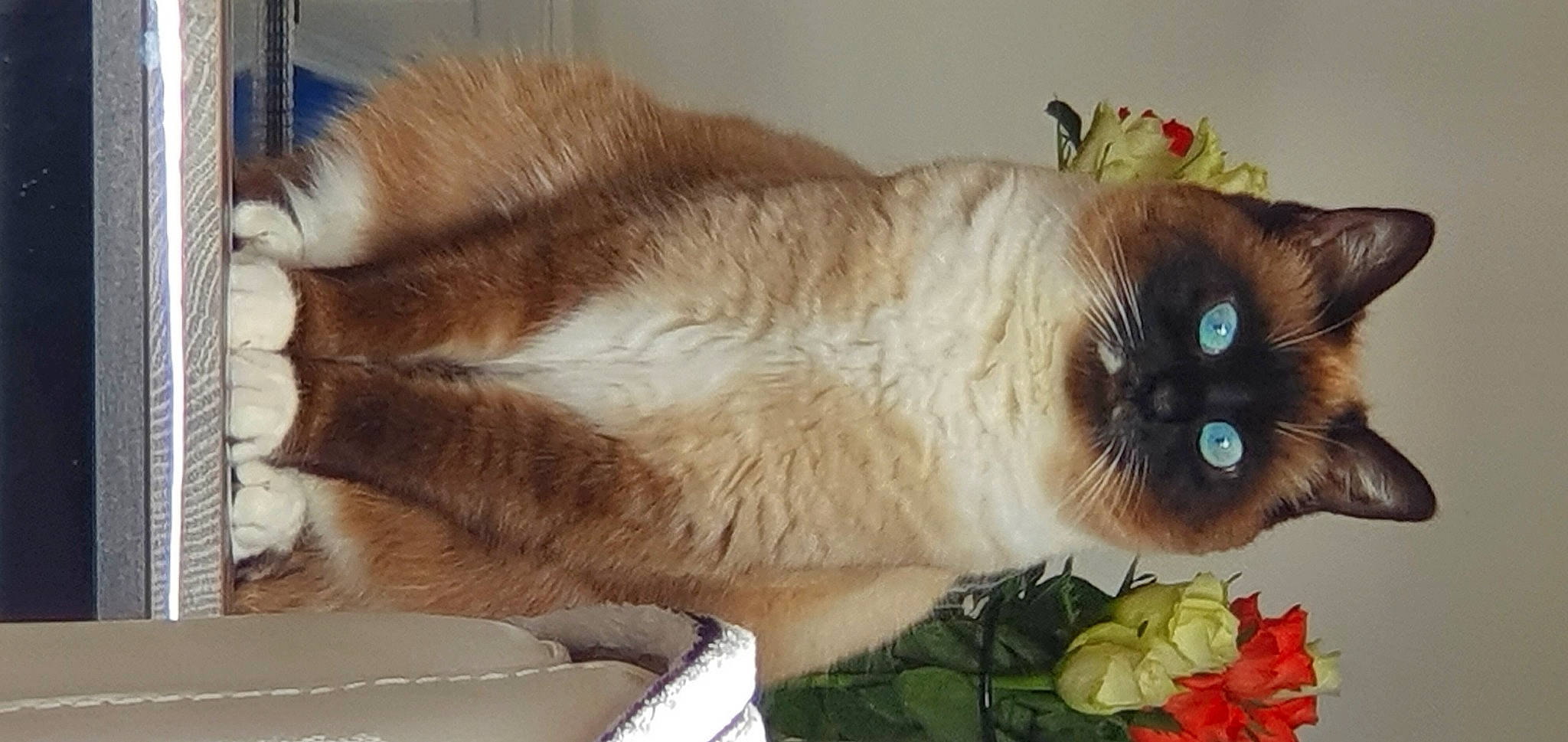 Sophie participe au concours pour gagner de l'argent avec cette photo : art, balinese, birman, carnivore, cat, coquelicot, eyelash, fawn, felidae, fur, grass, petal, plant, rose, siamese, small_to_medium_sized_cats, snout, tail, thai, whiskers