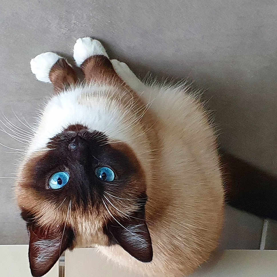 Sophie
