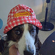 Gucci participe au concours pour gagner de l'argent avec cette photo : dog, pet, hat, indoor, animal, face, closeup, hand, fur, brown, white, black, checkered, canine, looking, eyes, portrait, table, fan, floor