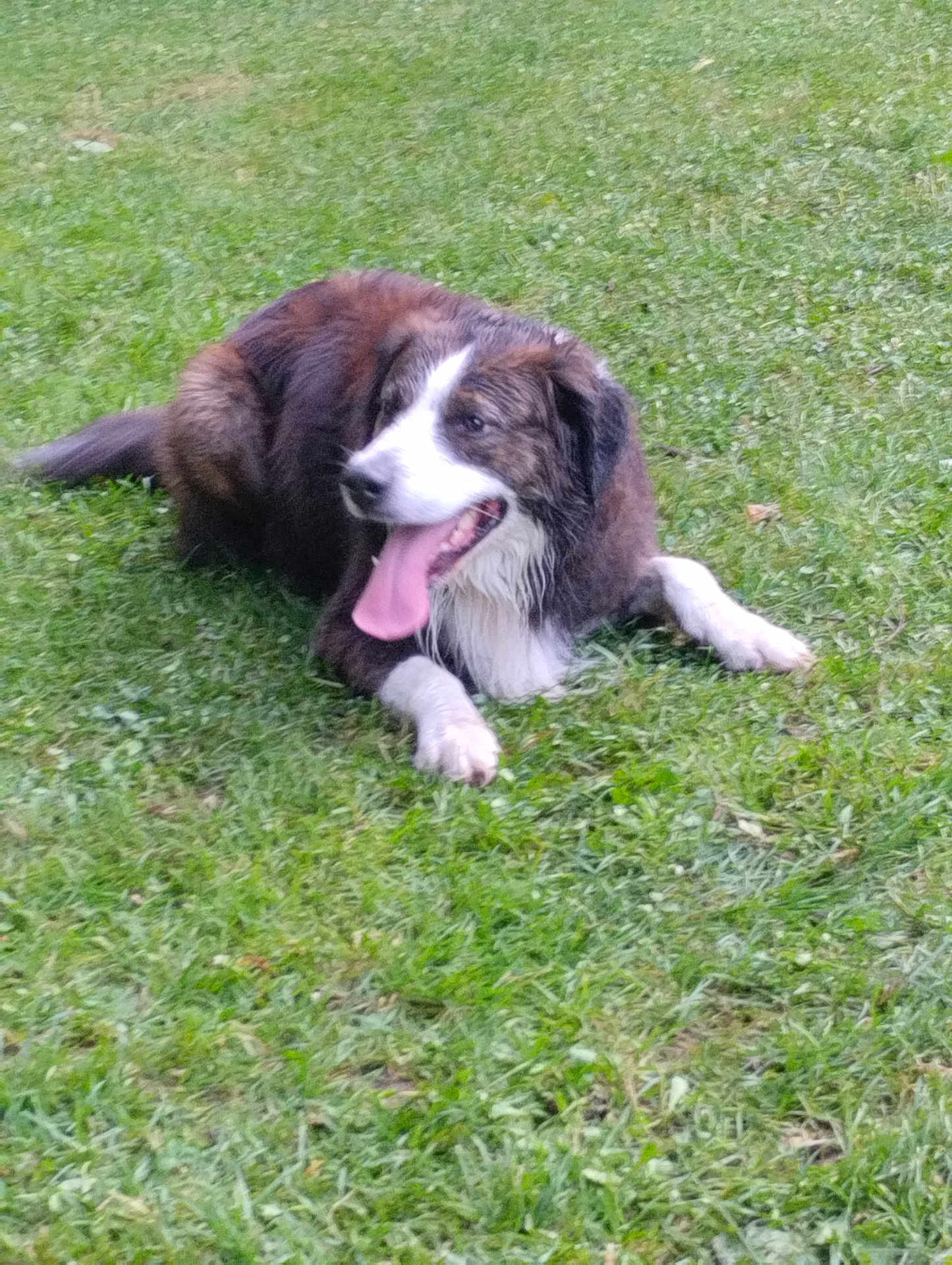 Gucci participe au concours pour gagner de l'argent avec cette photo : dog, grass, outdoor, pet, animal, tongue_out, lying_down, canine, nature, summer, fur, happy, playful, mammal, domestic_animal, resting, friendly, side_view, daylight, greenery