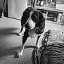 Gucci a rejoint le concours — aidez-le/la à gagner de superbes lots ! dog, black_and_white, floor, blanket, pot, container, shelf, kitchen, indoors, pet, animal, fur, paws, standing, blanket_bed, appliance, broom, monochrome, shadow, room