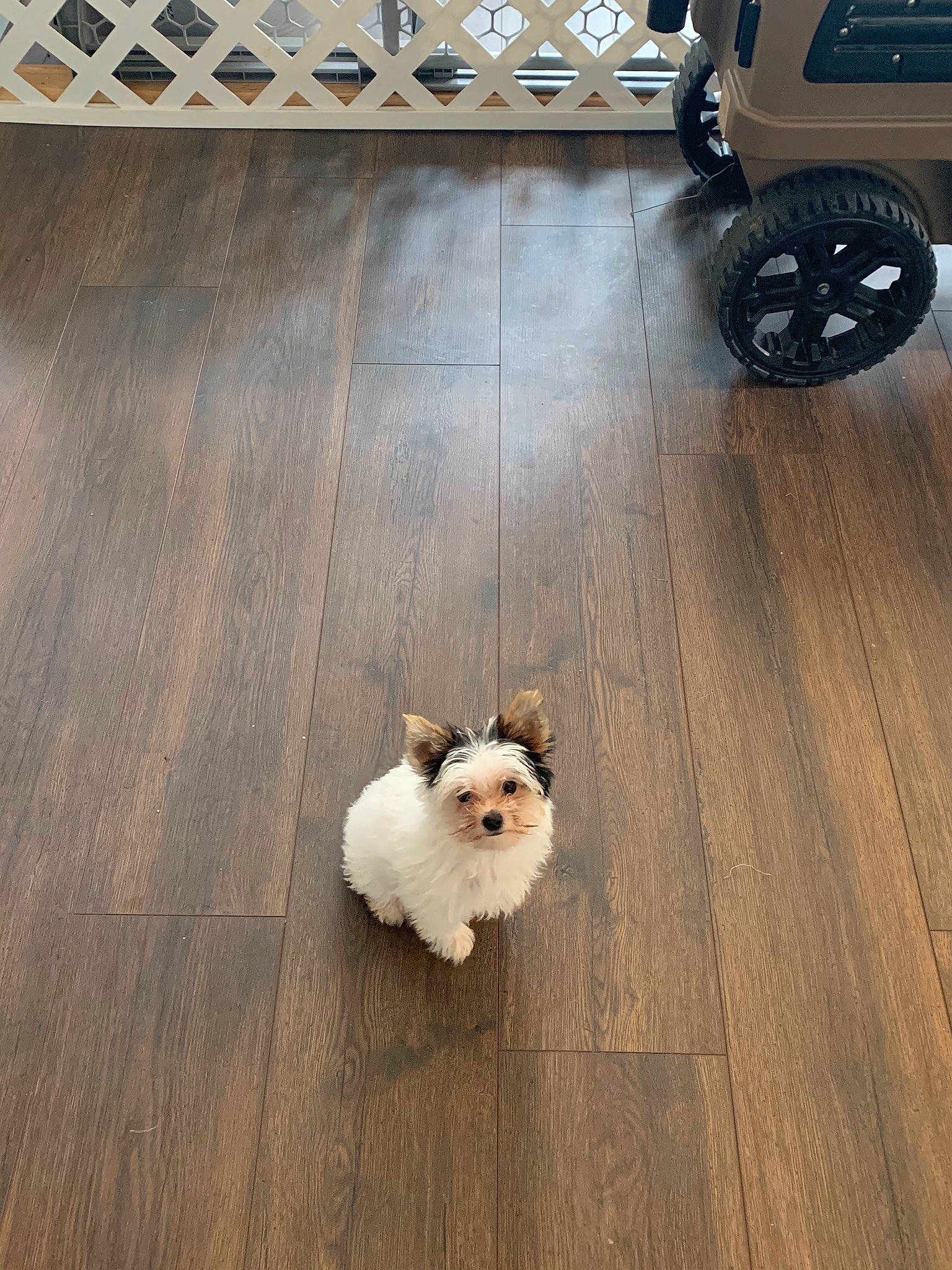 Marilyn joined the competition — help win amazing prizes! canidae, carnivore, cavachon, chinese_imperial_dog, companion_dog, dog, dog_breed, floor, flooring, hardwood, havanese, laminate_flooring, maltese, morkie, pomeranian, puppy, shih_tzu, sporting_group, toy_dog, wood