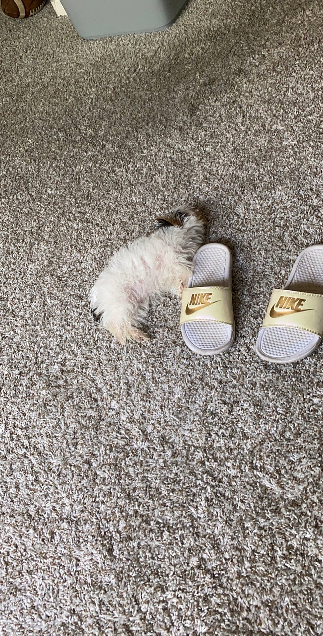 Marilyn joined the competition — help win amazing prizes! canidae, carnivore, cat, felidae, footwear, kitten, maltese, paw, sand, shih_tzu, shoe, small_to_medium_sized_cats, tail