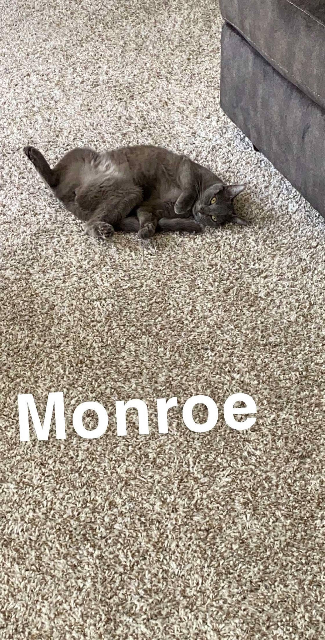 Monroe joined the competition — help win amazing prizes! british_shorthair, cat, felidae, fur, sand