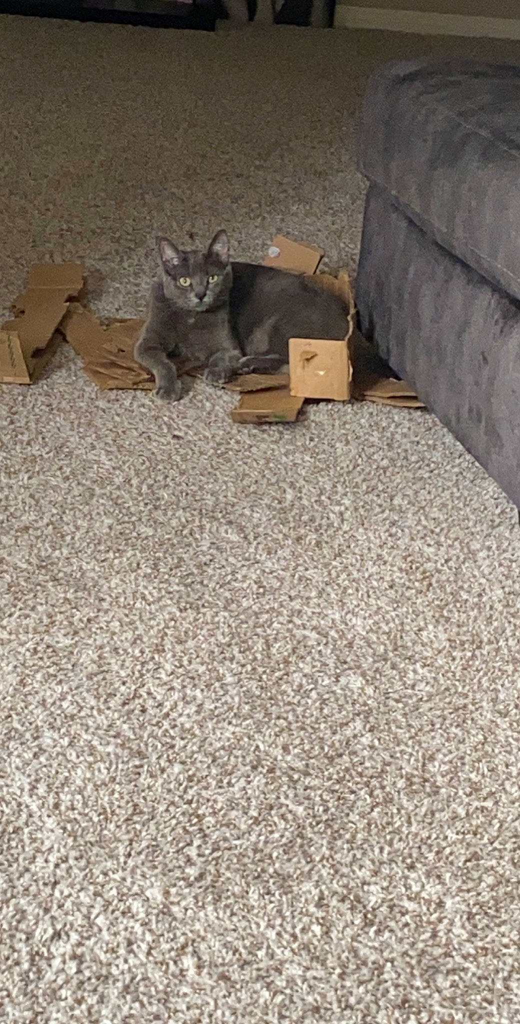 Monroe joined the competition — help win amazing prizes! carpet, cat, fawn, felidae, floor, flooring, kitten, room, small_to_medium_sized_cats