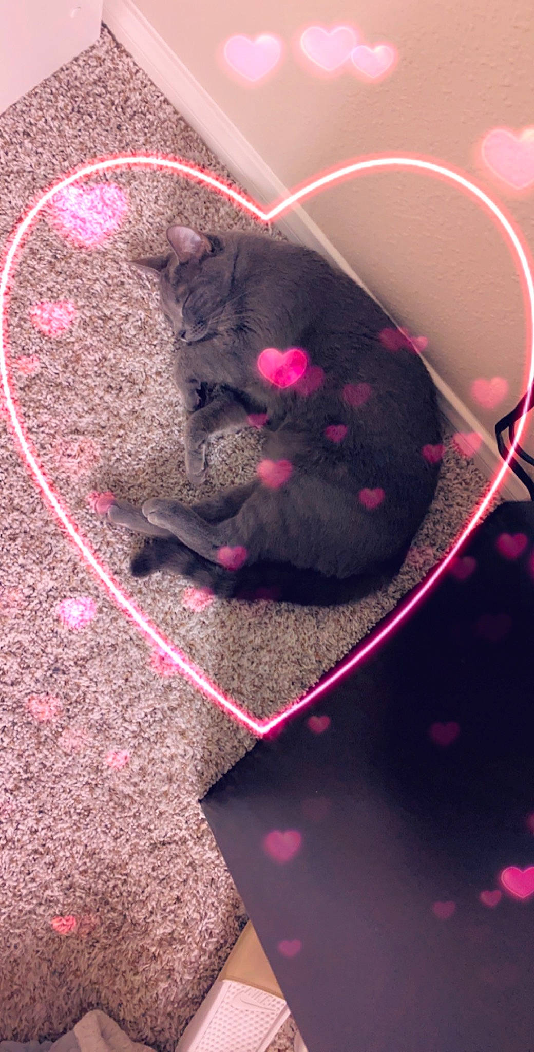 Monroe joined the competition — help win amazing prizes! ear, fur, heart, organism, paw, pink, snout, whiskers