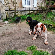 Ruben a rejoint le concours — aidez-le/la à gagner de superbes lots ! dog, puppy, spaniel, brown_and_white, black_dog, pet, garden, grass, window, wall, bucket, shrub, patio, outdoor, sitting, lying_down, companion, home, plants, relaxed
