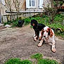 dog, puppy, spaniel, brown_and_white, black_dog, pet, garden, grass, window, wall, bucket, shrub, patio, outdoor, sitting, lying_down, companion, home, plants, relaxed
