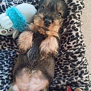Franboise participe au concours pour gagner de l'argent avec cette photo : dog, puppy, pet, plush_toy, blanket, leopard_print, tile_floor, paws, belly, fur, cute, portrait, looking_up, toy, cozy, nose, eyes, muzzle, relaxed, indoor