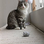 Aly a rejoint le concours — aidez-le/la à gagner de superbes lots ! cat, kitten, tabby_cat, feline, pet, fur, whiskers, paws, indoor, window, curtain, screen, perch, blanket, toy, sock_ball, portrait, sitting, cozy, looking_at_camera