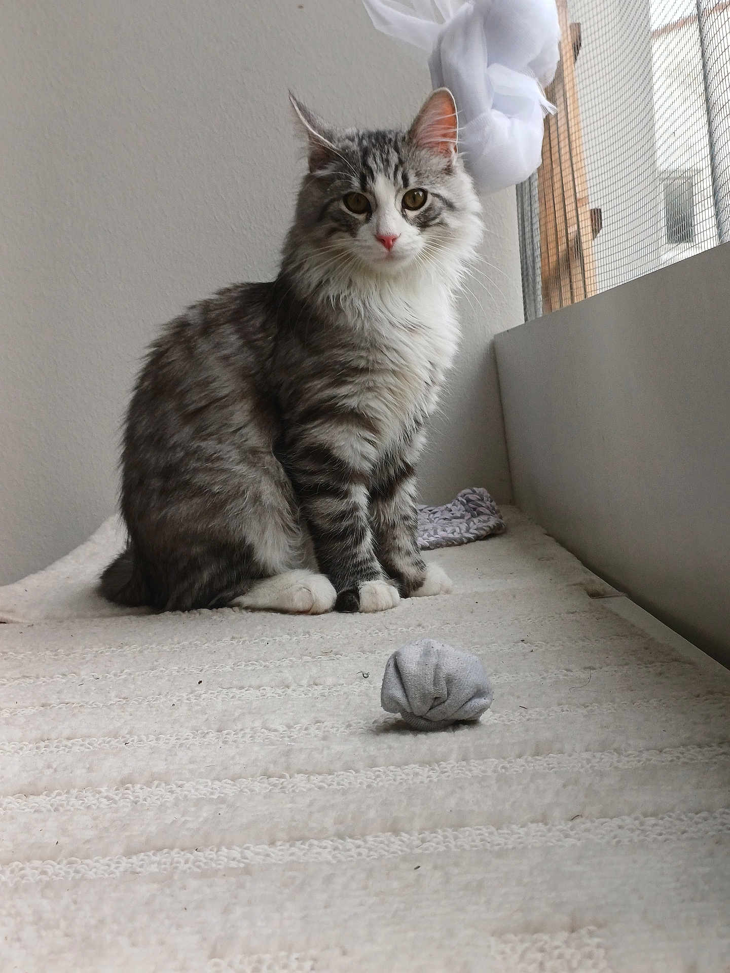 Aly a rejoint le concours — aidez-le/la à gagner de superbes lots ! cat, kitten, tabby_cat, feline, pet, fur, whiskers, paws, indoor, window, curtain, screen, perch, blanket, toy, sock_ball, portrait, sitting, cozy, looking_at_camera