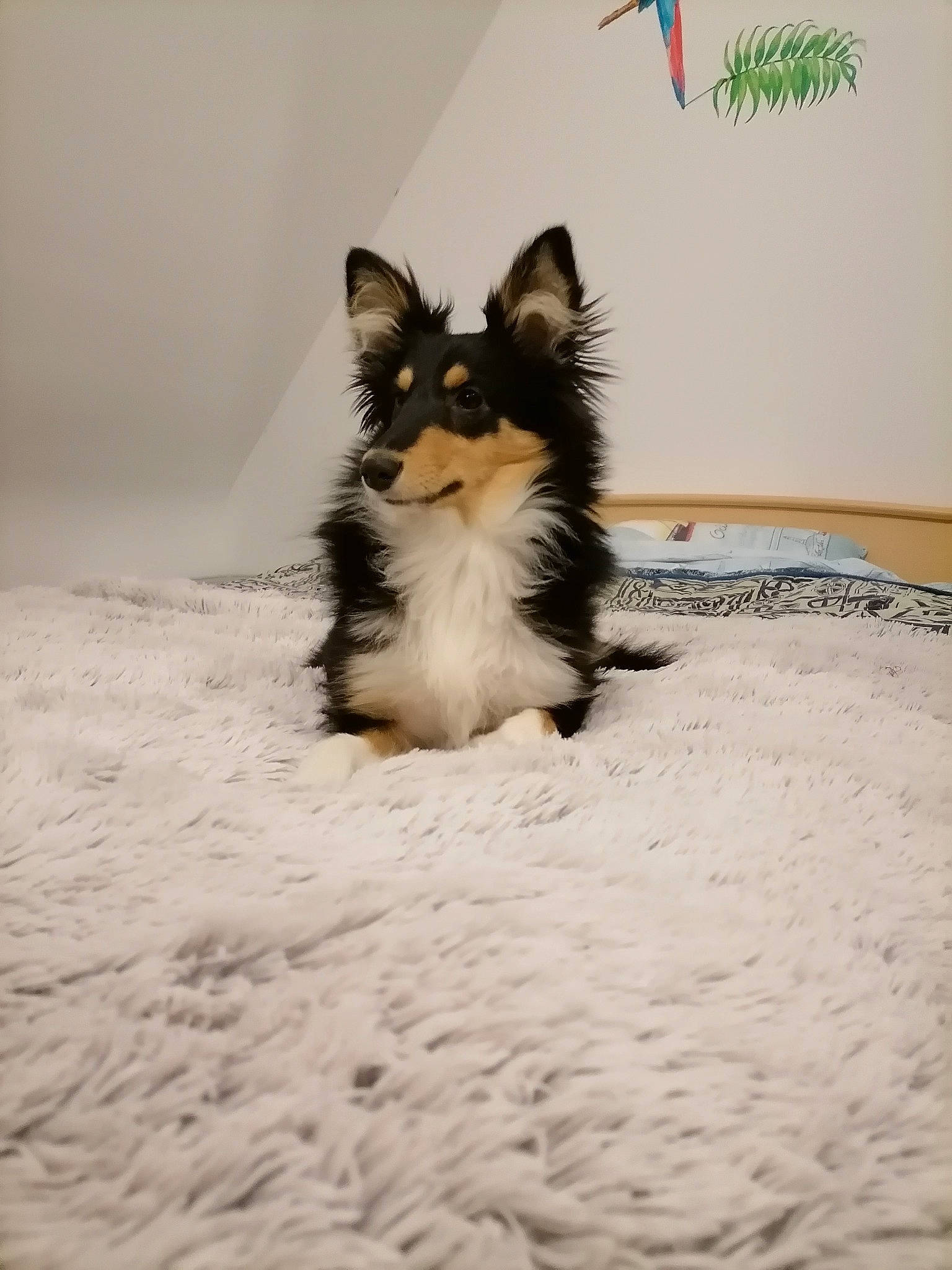 Tessy participe au concours pour gagner de l'argent avec cette photo : canidae, carnivore, claw, companion_dog, dog, dog_breed, dog_supply, fawn, felidae, flooring, fur, paw, sitting, snout, snow, tail, toy_dog, whiskers, wing, winter