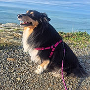 Tessy a rejoint le concours — aidez-le/la à gagner de superbes lots ! animal, canine, clouds, coast, daytime, dog, fur, happy, harness, leash, nature, ocean, outdoor, pet, rocky_path, sea, sitting, sky, smiling, sunlight