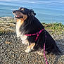 animal, canine, clouds, coast, daytime, dog, fur, happy, harness, leash, nature, ocean, outdoor, pet, rocky_path, sea, sitting, sky, smiling, sunlight
