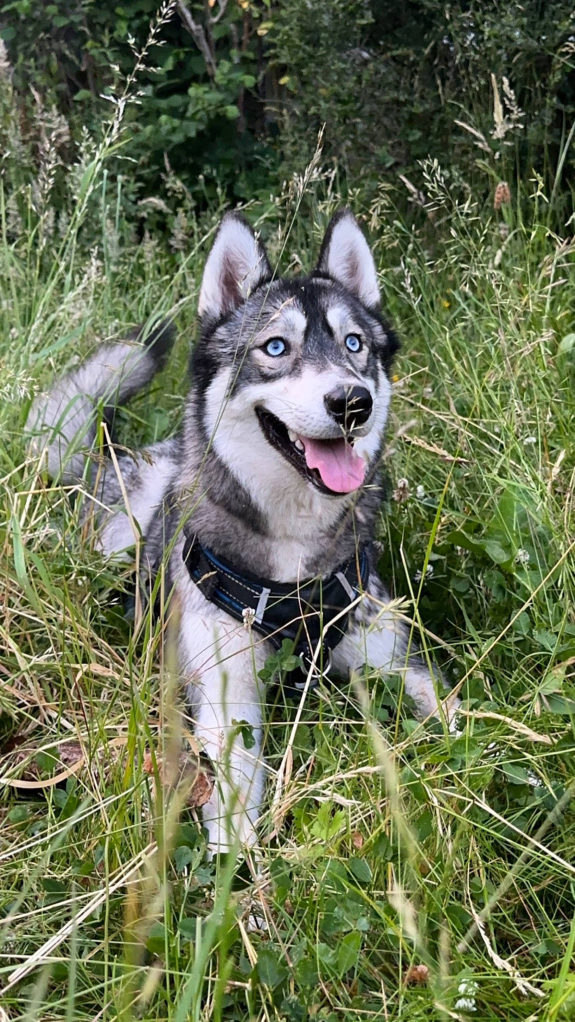 Tarzan a rejoint le concours — aidez-le/la à gagner de superbes lots ! canidae, canis, carnivore, collar, companion_dog, dog, dog_breed, fang, fashion_accessory, fur, grass, jaw, plant, siberian_husky, sled_dog, snout, sporting_group, terrestrial_animal, wolf, working_animal