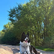 Snoopy a rejoint le concours — aidez-le/la à gagner de superbes lots ! dog, border_collie, outdoor, sand, sunny, trees, greenery, blue_sky, nature, pet, animal, leash, resting, happy, tongue_out, fur, canine, daylight, smiling, park