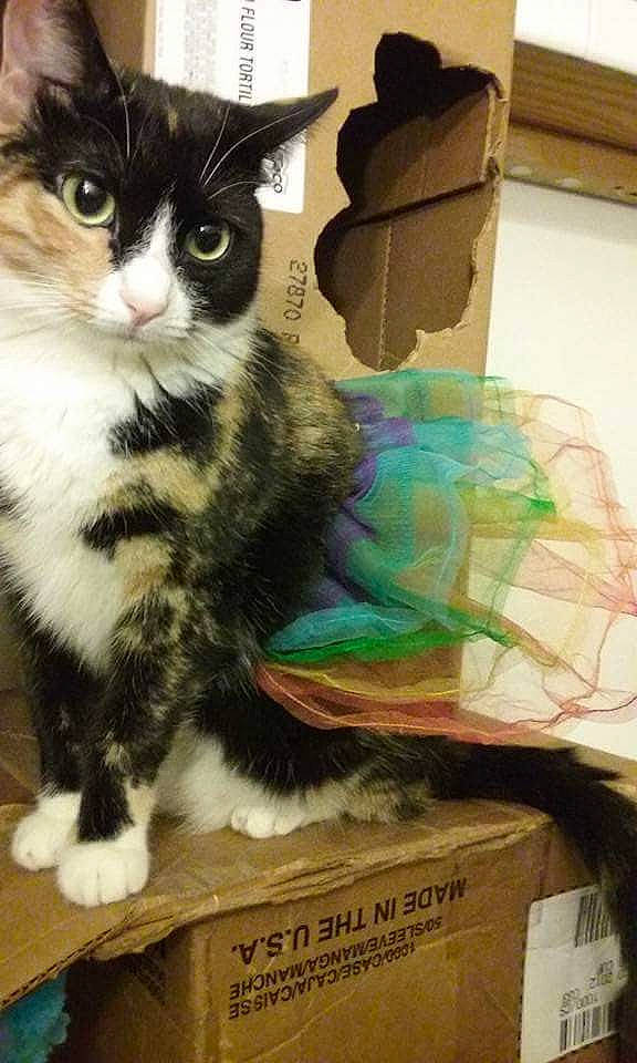 Leila joined the competition — help win amazing prizes! box, cardboard, carnivore, cat, claw, domestic_short_haired_cat, felidae, fur, paper_product, pattern, paw, sitting, small_to_medium_sized_cats, snout, tail, whiskers, wood