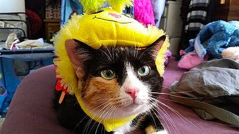 Leila is registered to the contest to win money with this photo: bag, carnivore, cat, costume_hat, domestic_short_haired_cat, event, fashion_accessory, felidae, fur, hat, holiday, party_supply, plant, small_to_medium_sized_cats, snout, stuffed_toy, toy, whiskers