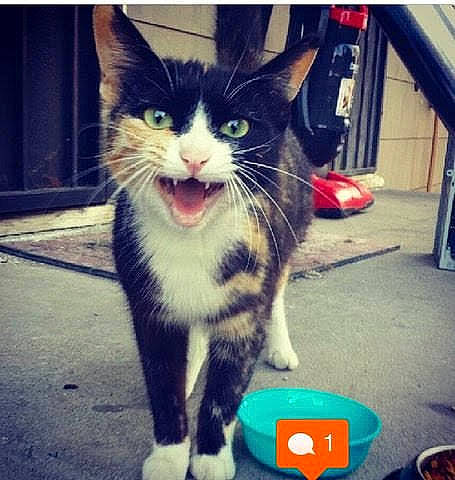 Leila joined the competition — help win amazing prizes! art, carnivore, cat, cool, domestic_short_haired_cat, electric_blue, felidae, foot, fur, human_leg, metal, meteorological_phenomenon, paw, photo_caption, small_to_medium_sized_cats, snout, square, tail, tints_and_shades, whiskers