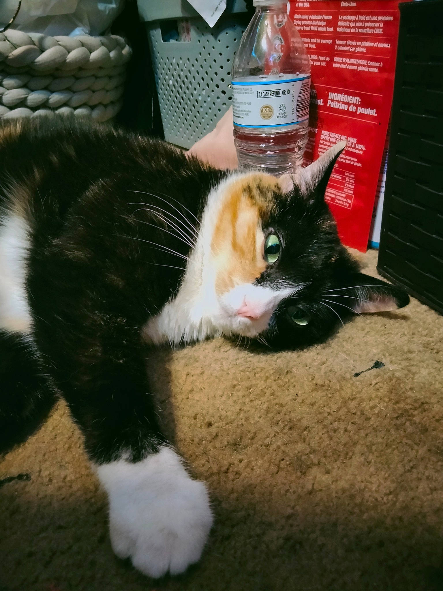 Leila is registered to the contest to win money with this photo: bottle, bottled_water, carnivore, cat, domestic_short_haired_cat, drinking_water, felidae, flooring, fur, grass, human_leg, liquid, paw, plastic_bottle, small_to_medium_sized_cats, snout, tail, water, water_bottle, whiskers