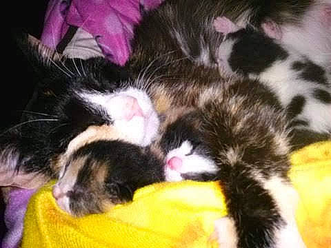 Leila joined the competition — help win amazing prizes! carnivore, cat, claw, comfort, dog_breed, domestic_short_haired_cat, felidae, fur, lap, nap, paw, sleep, small_to_medium_sized_cats, tail, whiskers