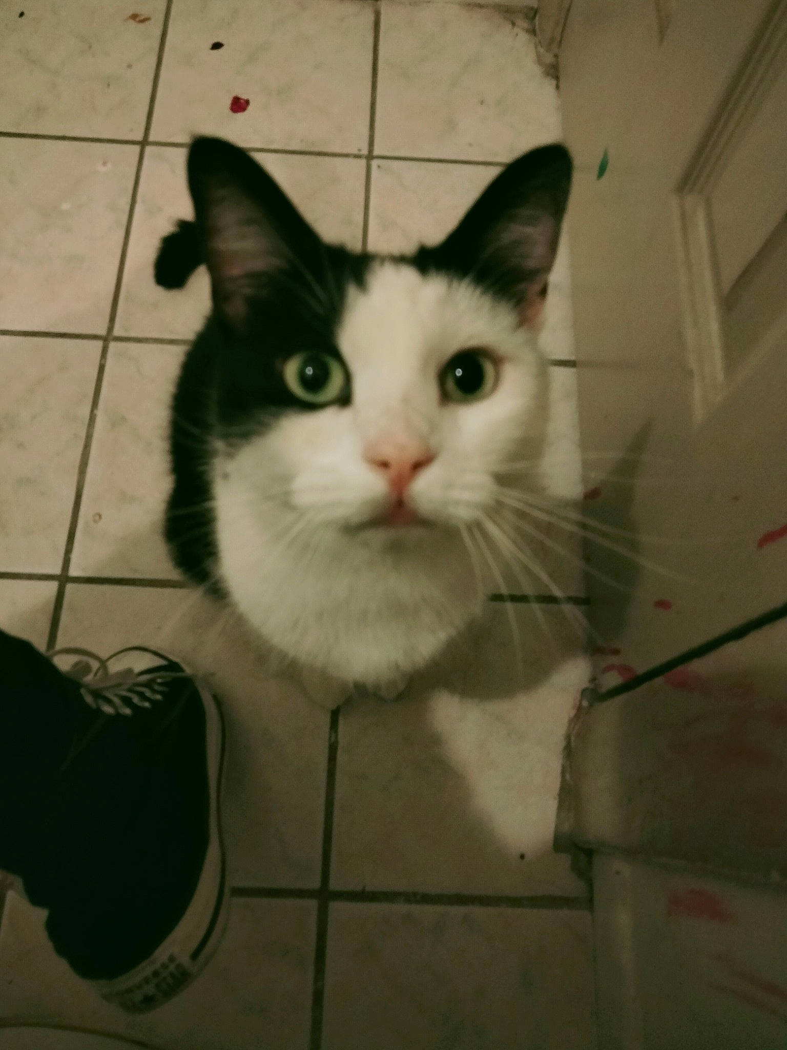 Coraline is registered to the contest to win money with this photo: box, cardboard, carnivore, cat, domestic_short_haired_cat, ear, eye, eyebrow, felidae, fur, head, human_body, iris, nose, paw, service, small_to_medium_sized_cats, snout, tail, whiskers