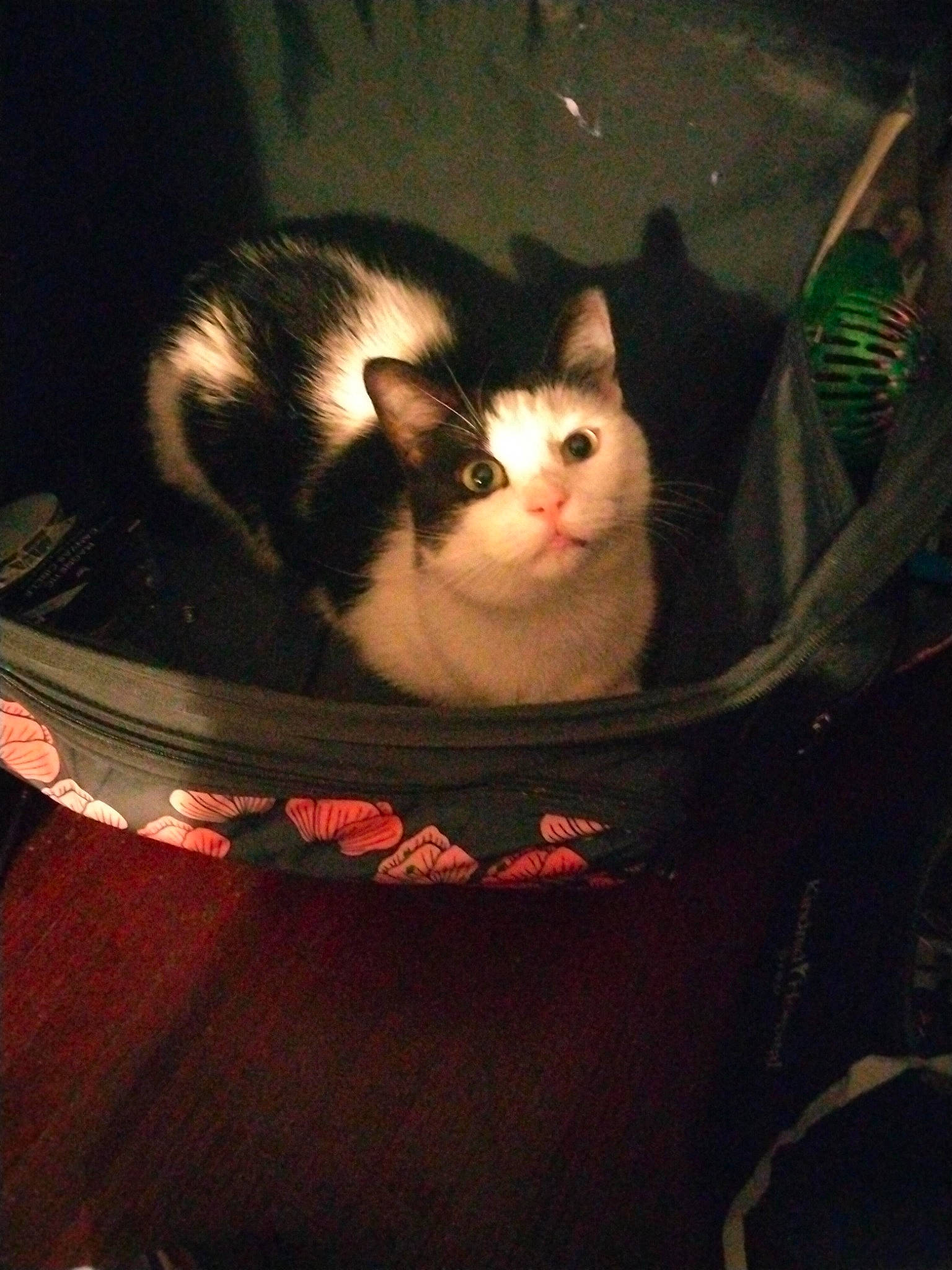 Coraline is registered to the contest to win money with this photo: box, cardboard, carnivore, cat, cloud, comfort, darkness, domestic_short_haired_cat, felidae, fur, lap, sitting, small_to_medium_sized_cats, snout, tail, tints_and_shades, tree, whiskers, window, wood