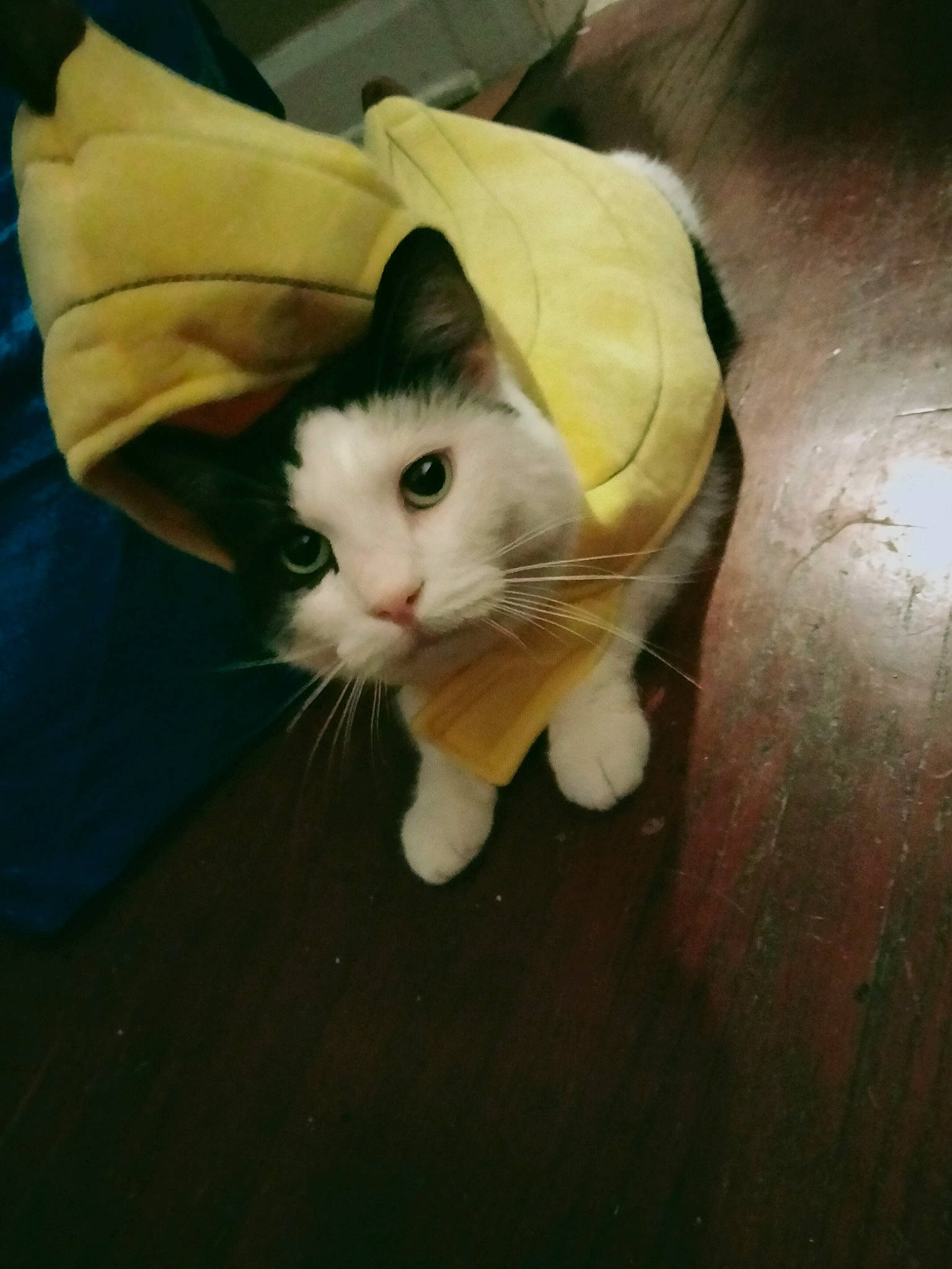 Coraline joined the competition — help win amazing prizes! carnivore, cat, claw, comfort, domestic_short_haired_cat, eye, fawn, felidae, flooring, foot, fur, grass, human_leg, lap, paw, small_to_medium_sized_cats, snout, tail, whiskers, wood