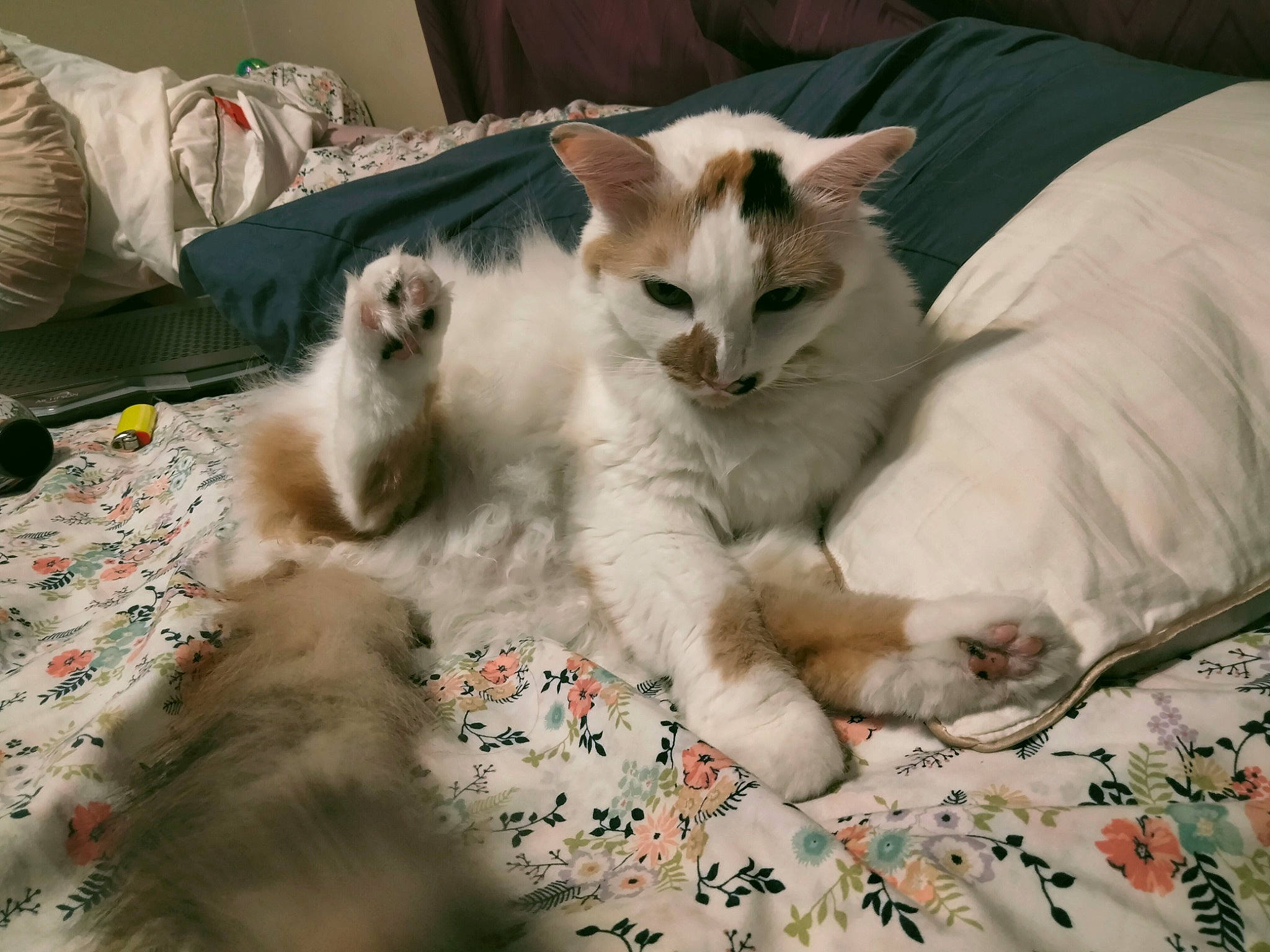 Ella is registered to the contest to win money with this photo: bed, bedding, carnivore, cat, claw, comfort, domestic_short_haired_cat, fawn, felidae, fur, linens, paw, small_to_medium_sized_cats, tail, whiskers