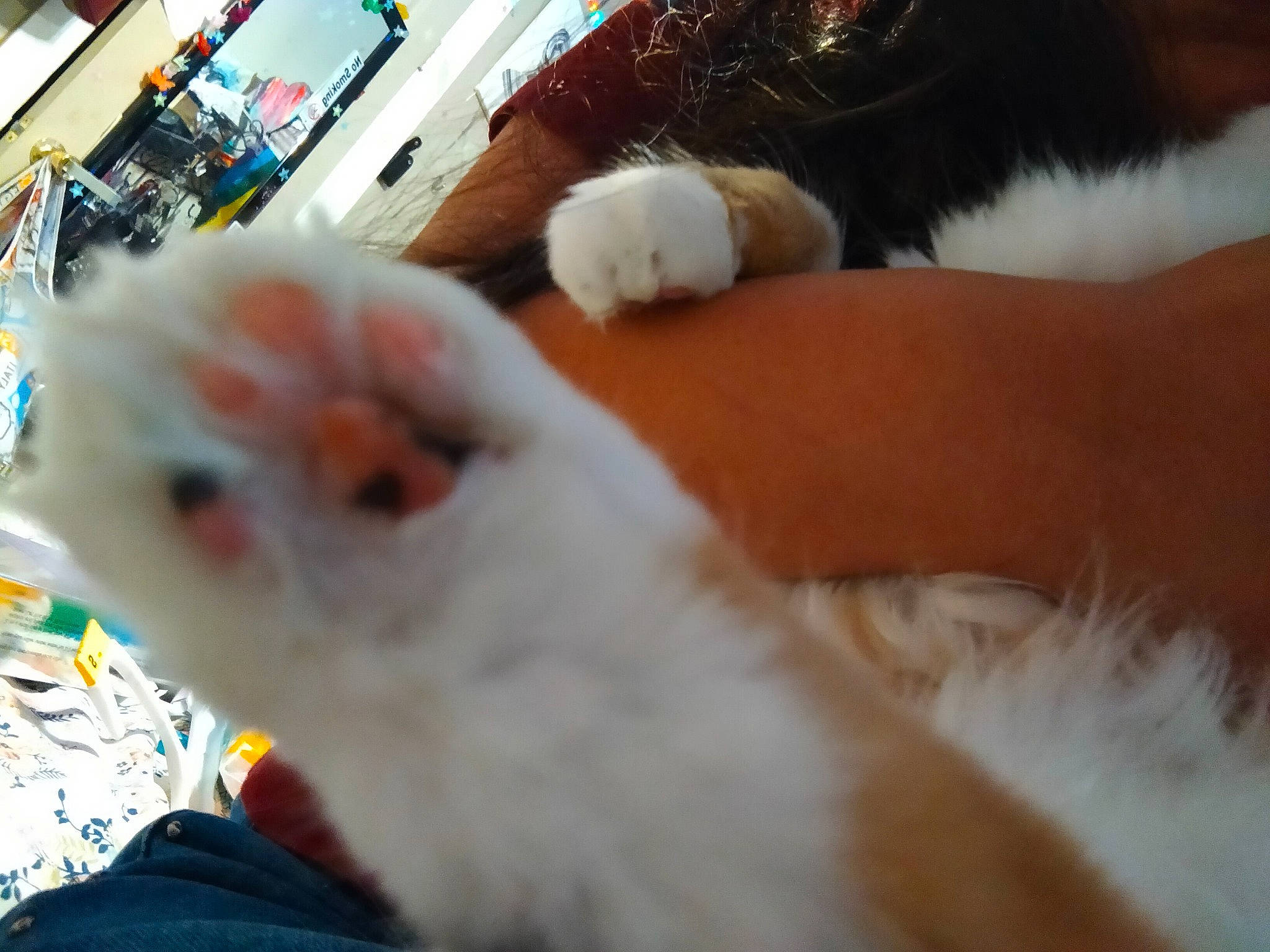 Ella joined the competition — help win amazing prizes! canidae, carnivore, cat, claw, comfort, companion_dog, domestic_short_haired_cat, fawn, felidae, fur, hamster, muroidea, paw, rodent, small_to_medium_sized_cats, snout, tail, vertebrate, whiskers, wool