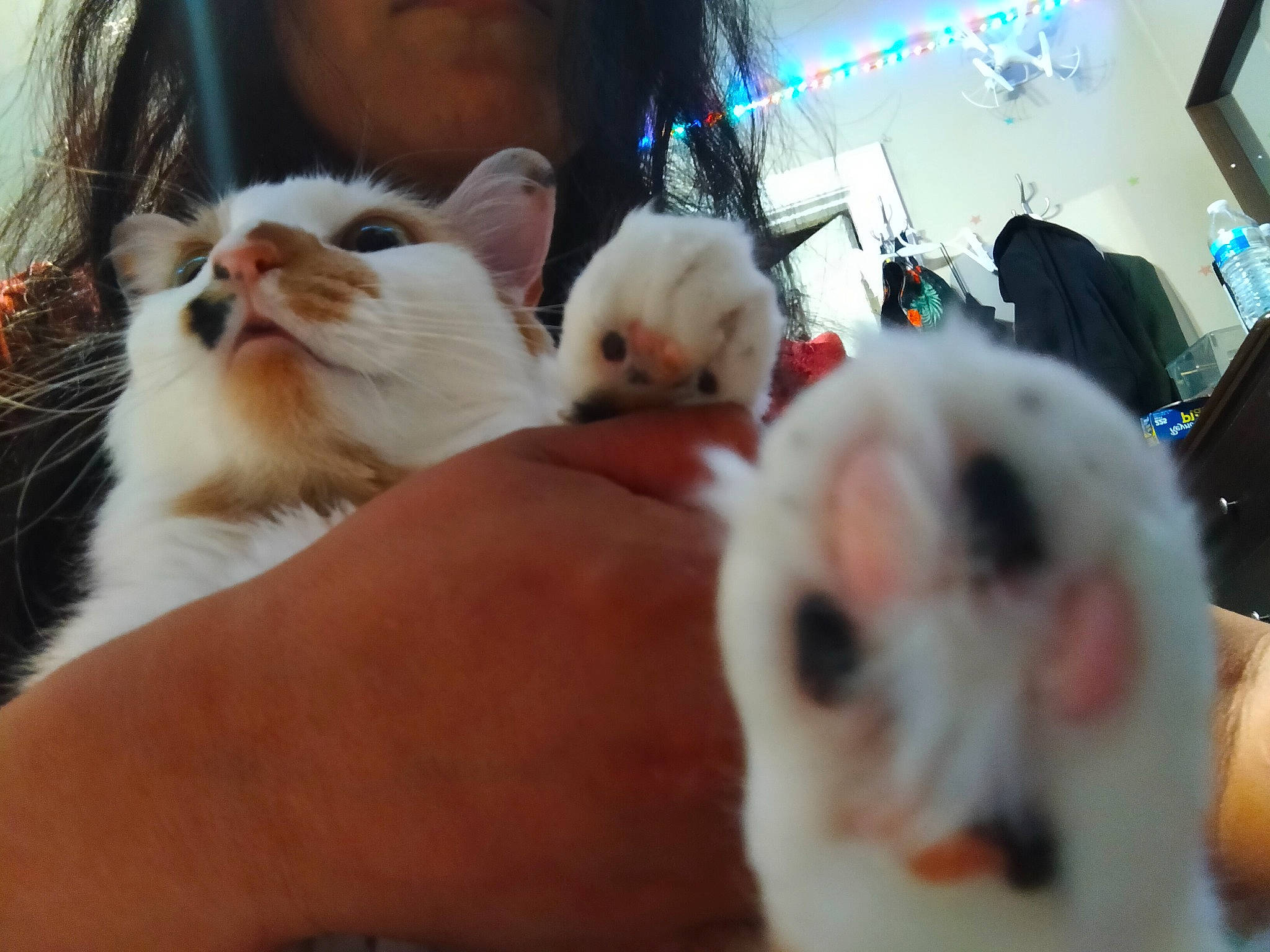 Ella joined the competition — help win amazing prizes! canidae, carnivore, cat, claw, comfort, companion_dog, dog_breed, fawn, felidae, fur, gesture, mammal, nail, paw, small_to_medium_sized_cats, vertebrate, whiskers