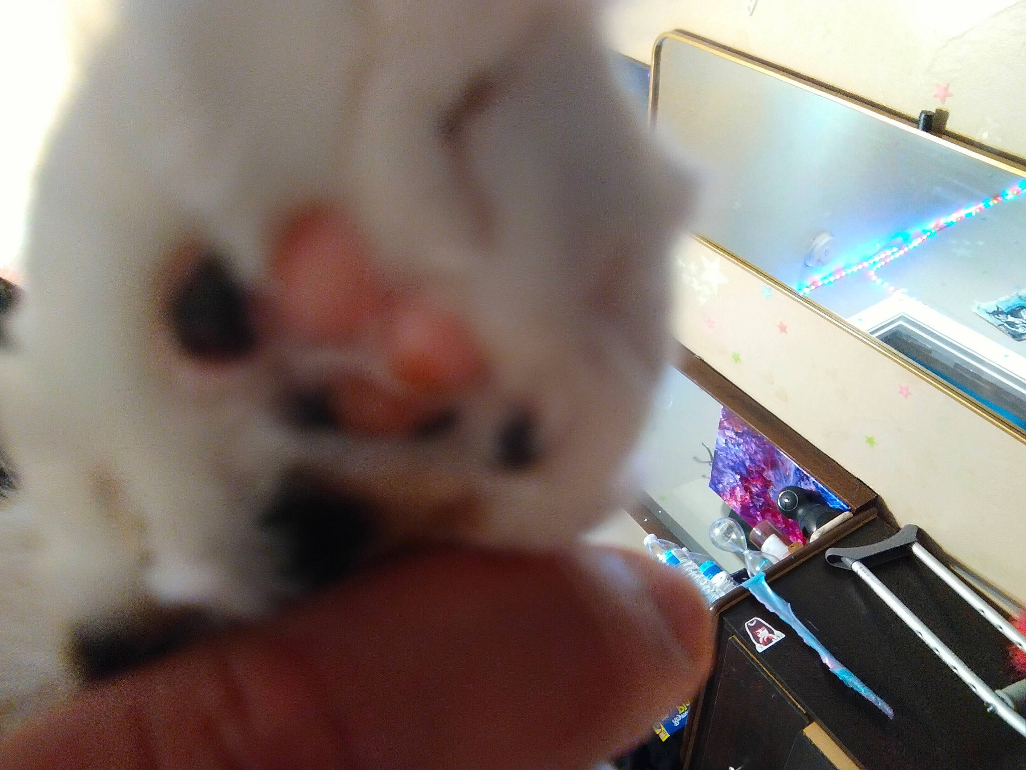 Ella is registered to the contest to win money with this photo: audio_equipment, carnivore, cat, companion_dog, computer_hardware, dog_breed, felidae, finger, gadget, input_device, musical_instrument, musical_instrument_accessory, nail, netbook, paw, small_to_medium_sized_cats, sporting_group, stuffed_toy, tail, whiskers