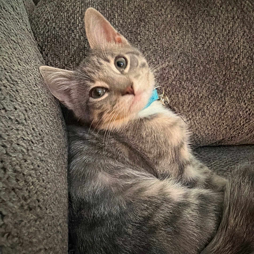 Walter is registered to the contest to win money with this photo: cat, kitten, gray_tabby, collar, pet, indoor, couch, furniture, relaxing, curious, young_animal, cozy, domestic_cat, whiskers, tail, window_blinds, texture, side_view, cute, animal