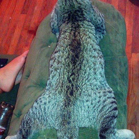 Bobby-cat