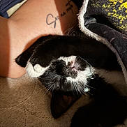 Moustache participe au concours pour gagner de l'argent avec cette photo : cat, black_and_white_cat, paw, tattoo, leg, blanket, sunlight, shadow, close_up, sleeping, pet, domestic_animal, whiskers, fur, cozy, resting, indoor, cute, relaxation, animal