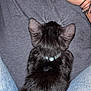 Moustache a rejoint le concours — aidez-le/la à gagner de superbes lots ! kitten, cat, black_cat, collar, person, hands, jeans, grey_shirt, lap, indoor, pet, feline, fur, whiskers, closeup, casual, comfort, domestic_animal, resting, human_interaction