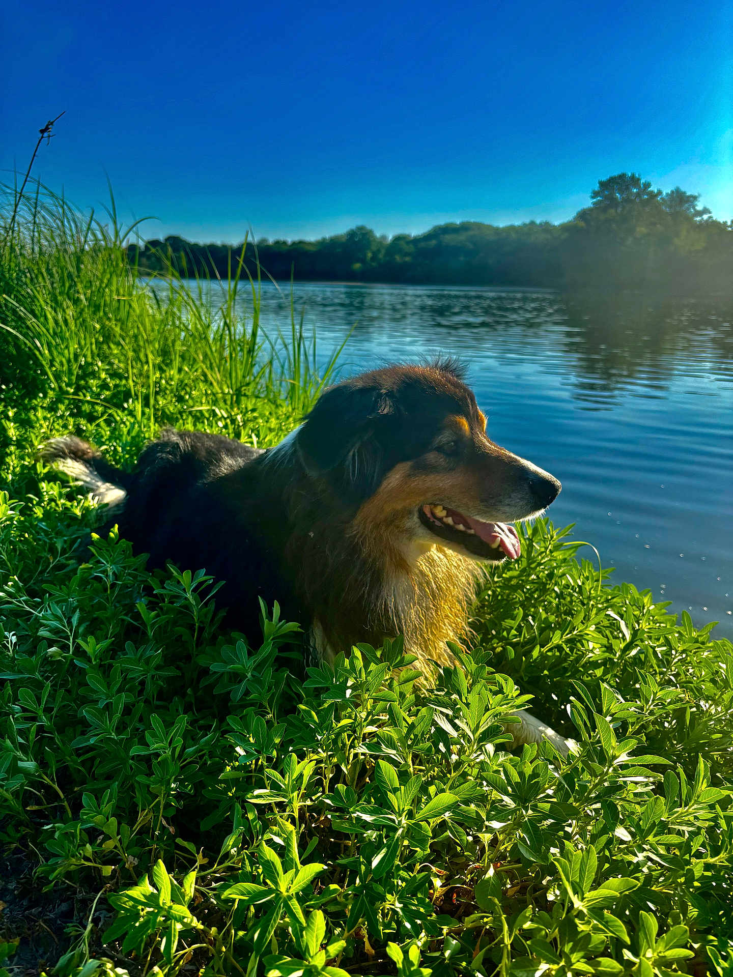 Nalloo a rejoint le concours — aidez-le/la à gagner de superbes lots ! dog, outdoor, lake, greenery, grass, sunlight, nature, water, sky, animal, pet, sunny, relaxing, canine, summer, happy, landscape, daytime, fur, tongue