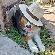 Nalloo a rejoint le concours — aidez-le/la à gagner de superbes lots ! dog, hat, outdoor, grass, concrete, sunlight, tongue_out, pet, canine, animal, relaxed, playful, brown_fur, white_fur, black_fur, paw, shadow, sidewalk, backyard, summer
