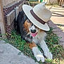 dog, hat, outdoor, grass, concrete, sunlight, tongue_out, pet, canine, animal, relaxed, playful, brown_fur, white_fur, black_fur, paw, shadow, sidewalk, backyard, summer