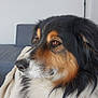 Nalloo a rejoint le concours — aidez-le/la à gagner de superbes lots ! dog, tricolor, close_up, portrait, pet, indoor, blanket, furry, cozy, living_room, sofa, calm, side_view, brown_eyes, soft_light, domestic_animal, fur, animal, companion, relaxed
