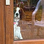 dog, glass_door, wooden_frame, reflection, indoor, floor_tiles, chair, flower, pet, curious, waiting, paw, collar, brown_and_white, window, home, furniture, reflection_glass, animal, domestic