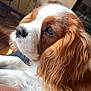 dog, cavalier_king_charles_spaniel, pet, animal, side_profile, fur, indoor, resting, close_up, brown_and_white, long_ears, whiskers, cute, companion, cozy, portrait, soft_light, home, floor, furniture