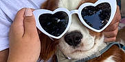 Vito participe au concours pour gagner de l'argent avec cette photo : dog, heart_shaped_sunglasses, hand, person, outdoor, pet, white_tshirt, brown_and_white_dog, paw, closeup, summer, cute, accessory, animal, nature, relaxation, sunlight, portrait, fashion, fun