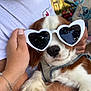 dog, heart_shaped_sunglasses, hand, person, outdoor, pet, white_tshirt, brown_and_white_dog, paw, closeup, summer, cute, accessory, animal, nature, relaxation, sunlight, portrait, fashion, fun